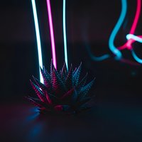 Succulent plant illuminated by vibrant neon lights creating futuristic cyberpunk atmosphere for modern interior design and digital art projects.
