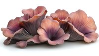 Delicate pink and purple mushroom cluster with ruffled caps isolated on white background for botanical design projects and natural decor elements.