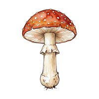 Red toadstool mushroom with white spots isolated on white background, suitable for educational materials, children's books, and design projects.