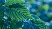 Fresh green serrated leaves with detailed texture and veins against soft blue bokeh background for natural botanical designs and organic concepts.