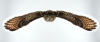 Owl wings spread wide in symmetrical display against white background, isolated stock element for design projects and educational materials.