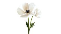 Delicate white anemone flower with dark center and green stem isolated on white background, suitable for botanical art prints and floral design projects.
