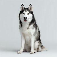 Siberian Husky with black and white fur sitting upright against light gray background, isolated for pet photography and animal portraits.