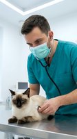 Male veterinarian in teal scrubs and face mask examining Siamese cat with stethoscope in modern clinic for pet healthcare and medical checkup.