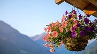 Hanging flower basket with colorful petunias on wooden balcony against mountain landscape background. Alpine chalet decoration with blooming flowers.