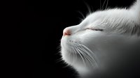 White cat profile against dark background showing detailed whiskers and pink nose, dramatic lighting creates artistic contrast and mood for pet photography and animal portraits.