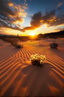 Dramatic sunset over desert sand dunes with rippled patterns, silhouetted saguaro cacti and desert flora against golden sky with dramatic clouds and sunburst.