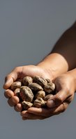 Close-up of hands holding cocoa pods against neutral background. Farmer displaying harvested cacao beans for agricultural and food industry use.