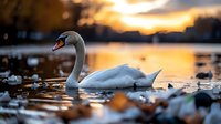 Majestic white swan swimming in lake water at golden sunset, dramatic orange sky reflection creates serene nature atmosphere. Perfect for wildlife photography.