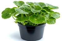 Fresh wasabi plant with round green leaves growing in black plastic pot, isolated on white background for gardening and culinary concepts.