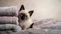 Adorable Siamese kitten with blue eyes sitting on soft purple towels and blanket, cozy domestic pet portrait for home decor and animal lovers.