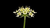 White umbel wildflower with delicate petals isolated on transparent background, ready for stickers, t-shirt design, print on demand, and botanical clipart use.