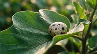 Small speckled bird egg nestled on green leaf in natural garden setting with soft bokeh background for nature and wildlife concepts.