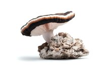 Mushroom with dark brown cap and white gills growing on limestone rock, isolated on white background for nature and botanical studies.