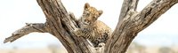 Young leopard cub resting on tree branch in natural wildlife habitat, showcasing spotted coat pattern and feline behavior in savanna environment.