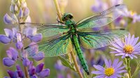 Green dragonfly with iridescent wings perched among purple wildflowers in natural garden setting. Macro photography showcasing insect details and vibrant colors.