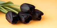 Dark black tulips on yellow background, dramatic floral composition with moody atmosphere. Elegant bouquet for luxury design, gothic style decoration.