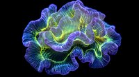 Glowing brain coral in neon blue and green colors against black background shows intricate folded patterns and bioluminescent-like details. Macro underwater photography.