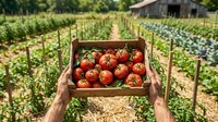 Fresh ripe red tomatoes in wooden crate held by hands at organic farm with vegetable garden rows and rustic barn in background during harvest season.