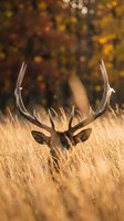 Majestic deer with large antlers hiding in golden autumn grass field with warm bokeh background during sunset hunting season wildlife photography.