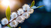 Delicate white spring blossoms on branch with green leaves against blurred blue background, illuminated by soft golden sunlight, macro nature photography.