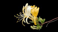Delicate yellow flower with cream petals isolated on transparent background, ready for t-shirt design, clipart, stickers, sublimation, and print-on-demand projects.