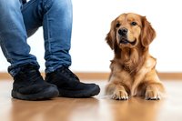Golden retriever lying on wooden floor next to owner's feet wearing black boots, looking up with attentive expression, indoor pet photography.