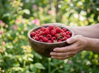 Fresh raspberries in wooden bowl held by hands in garden setting. Ripe red berries for food, agriculture, harvest, and organic produce concepts.