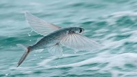 Flying fish gliding above turquoise ocean waters with outstretched fins in natural marine habitat displaying aerial movement and aquatic wildlife behavior.