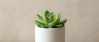 Potted succulent plant with green leaves in white ceramic container against neutral textured wall background for home decor and interior design projects.