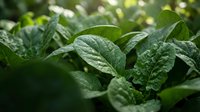 Fresh green leafy vegetables growing in garden with morning dew drops on textured leaves for healthy organic farming and natural food concepts.