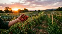 Farmer holding fresh ripe tomatoes at sunset over lush farm rows, showcasing organic harvest and sustainable agriculture.