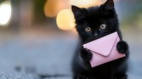 Adorable black kitten holding pink envelope in mouth against blurred bokeh background, perfect for greeting cards and social media posts.