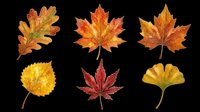 Autumn leaves in various shapes and colors including oak, maple, and ginkgo isolated on transparent background. Ready for t-shirt design, clipart, stickers, sublimation, and print-on-demand projects.