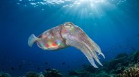 Colorful cuttlefish swimming in deep blue ocean water with sunlight rays filtering through surface creating magical underwater marine scene.