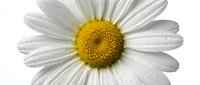 White daisy flower with yellow center and water droplets, isolated on white background for design, print, and botanical projects.