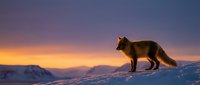 Arctic fox standing on snowy mountain ridge during golden hour sunset with dramatic purple and orange sky creating stunning winter wilderness landscape.