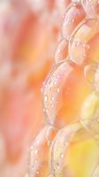 Colorful soap bubbles with water droplets floating against soft pink and orange gradient background creating dreamy abstract composition for relaxation concepts.