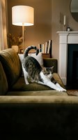 Tabby cat stretching on cozy living room sofa with fireplace and warm lighting creating comfortable home atmosphere for pet lifestyle content.