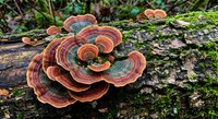 Colorful bracket fungi growing on moss-covered fallen log in forest ecosystem displaying natural decomposition and woodland biodiversity patterns.
