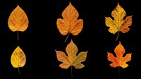 Six colorful autumn leaves in orange, yellow, and red tones, isolated on transparent background. Great for fall clipart, t-shirt design, stickers, sublimation, and print on demand.