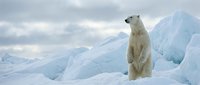 Majestic polar bear standing on arctic ice floe in frozen wilderness landscape with dramatic cloudy sky background for wildlife conservation campaigns.