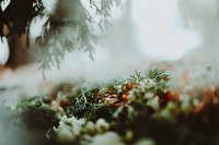 Forest floor covered with moss and pine needles creating natural woodland ground texture with soft evergreen branches overhead in peaceful setting.