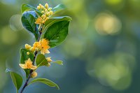 Yellow osmanthus flowers blooming on branch with green leaves against soft bokeh background, fresh natural spring garden scene for wellness designs.