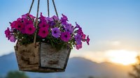 Hanging wooden basket with vibrant purple petunias against sunset sky. Rustic garden decor for outdoor spaces and summer landscaping projects.