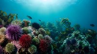 Vibrant underwater coral reef ecosystem with colorful sea urchins and tropical fish swimming in crystal clear turquoise ocean waters with sunlight rays.