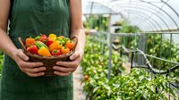Farmer in green apron holding basket of fresh colorful bell peppers harvested from greenhouse garden, organic produce farming and sustainable agriculture.