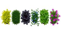 Colorful herb collection with fresh basil, parsley, mint and flowering plants arranged in row on white background for culinary and gardening projects.
