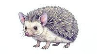 Possum with spiky quills isolated on white background, suitable for wildlife education, children's books, nature illustrations, and design projects.