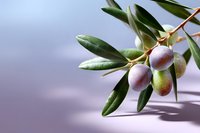 Fresh green and black olives on branch with leaves against purple background, natural light creates soft shadows. Mediterranean cuisine ingredient.